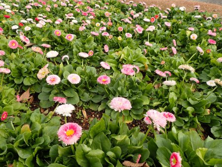 2025.12.23 (霧の庭園) (デージー4).JPG