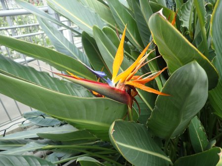 2025.10.15 (フラワードーム) (ストレリチア23).JPG