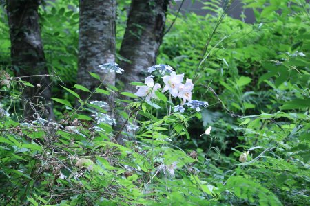ユリ・ササユリ・花の谷～北館6月5日（12）IMG_9434.JPG