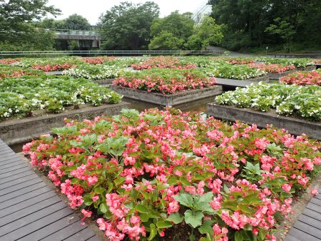 2026.7.9 (水上花壇6).JPG