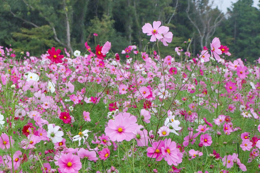 コスモス・秘密の花園10月20日（11）.JPG