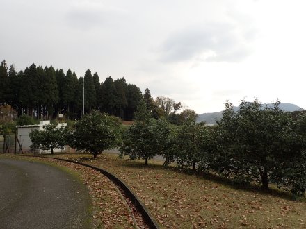 2024.11.22 (ツバキ38) (植栽場所4).JPG