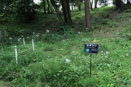 ユリ・ササユリ・北館下6月9日（12）IMG_9864.JPG