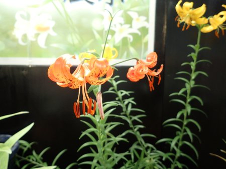 2025.5.29 (原種ユリ展) (プリナリナム11).JPG