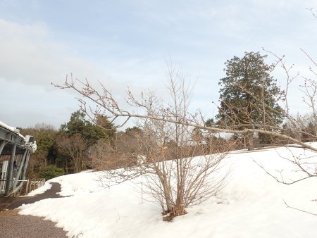 2026.1.28 (ロウバイ) (花の丘回廊側2).JPG