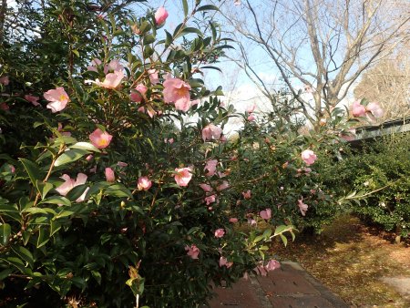 2025.12.9 (ピンクサザンカ) (12).JPG