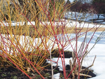 グレイス）サンゴミズキ2026.2.5 (1).JPG