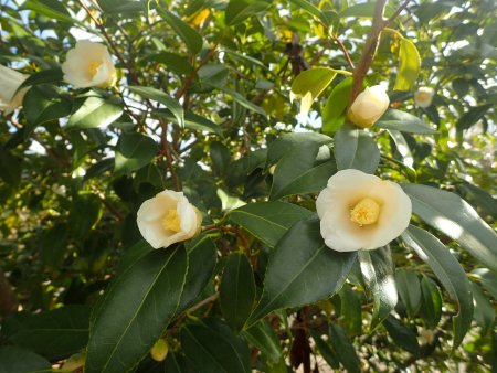 2025.12.9 (白椿46).JPG