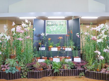 原種ユリリレー展示