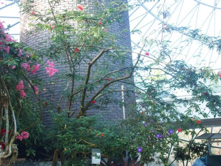 2026.1.16ドーム）キャリアンドラ (2).JPG