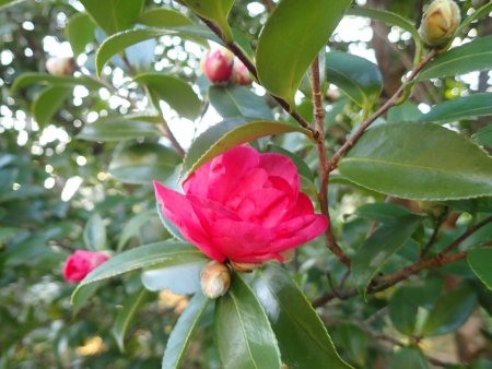 2025.11.30 (サザンカ21) (赤3).JPG