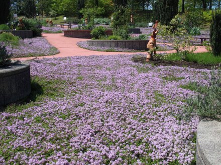 ハーブ園）タイム2025-4-29 (1).JPG