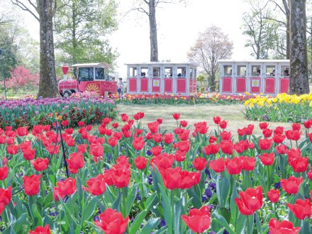 20260308（チューリップ）フラワスタートレイン・ヨーロピアンガーデン4月19日（3）.jpg