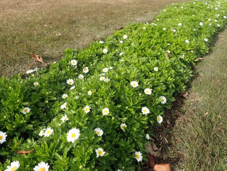 2025.12.9 (霧の庭園クリサンセマム39).JPG