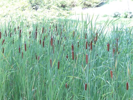 ガマ・花の谷8月24日（12）.JPG