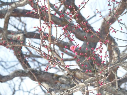 霧の庭園外周）梅2026.2.5 (3).JPG