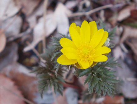 フクジュソウの花