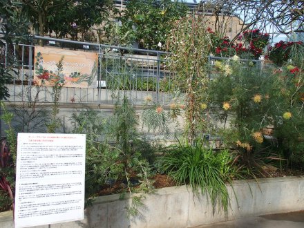 ドーム）オージープランツゾーン2026.2.5 (1).JPG