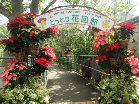 2025.10.28 (フラワードーム) (ポインセチア32).JPG