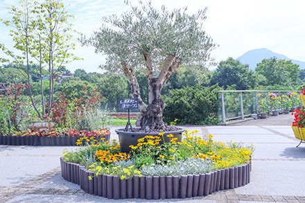 ☆西館テラス7月17日-440.jpg
