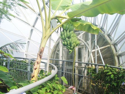 南館）アイスクリームバナナ2026.1.29  .JPG