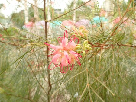 2025.12.4 (ドーム・グレビレア・エレガンス29).JPG