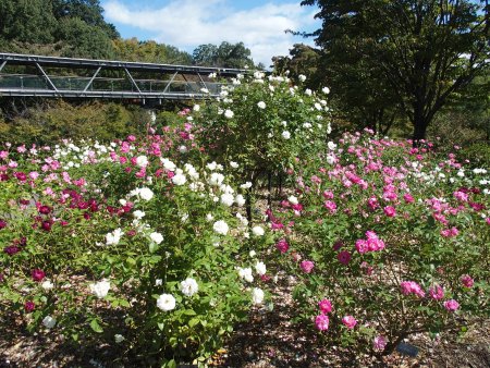 2025.10.09 (バラ) (アイスバーグ圃場11).JPG