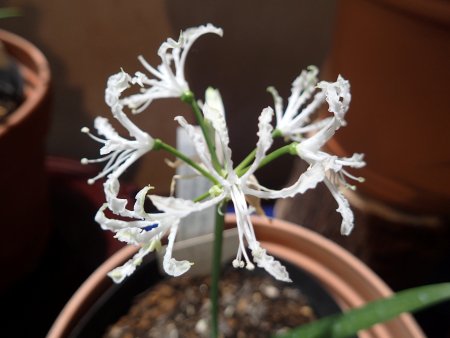 2025.12.31 (ネリネ白25).JPG