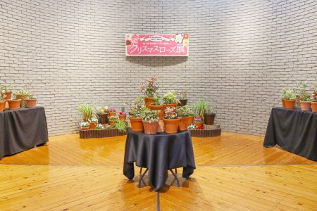 もう少しだけクリスマスローズ展・東館展示室2月21日（22）.JPG