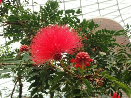 2026.1.28 (ドーム・キャリアンドラ赤) (17).JPG