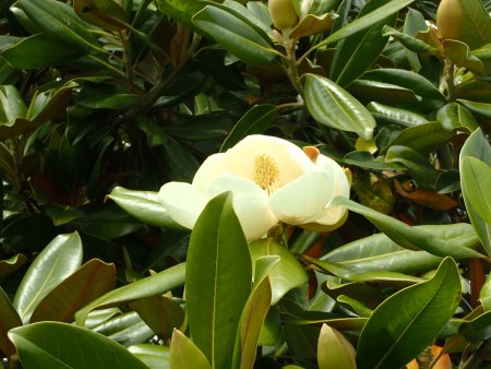 2025.6.2 (タイサンボク) (花アップ3).JPG