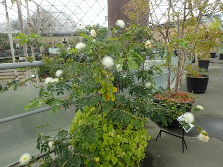 2026.1.24 (キャリアンドラ白22).JPG