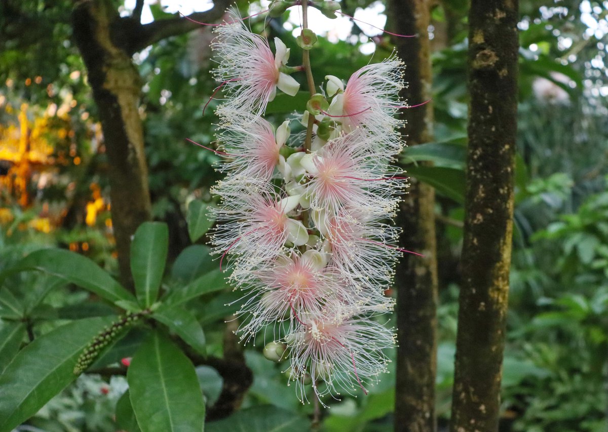 夜の花・サガリバナ