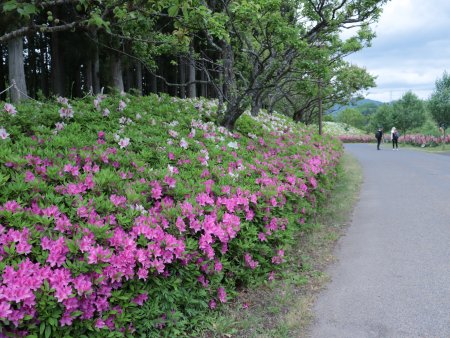 花の谷斜面のツツジ