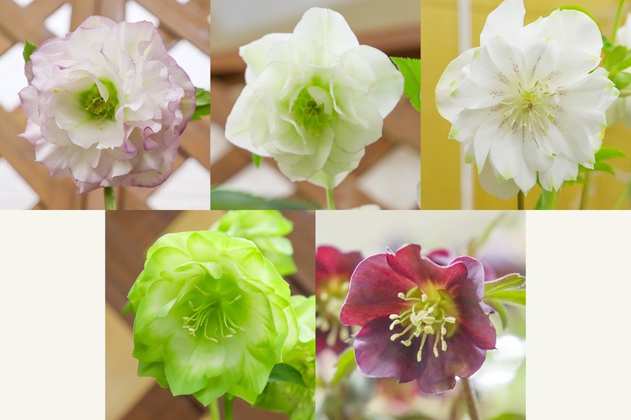 ピンクダブル・天竺冬牡丹ホワイト大輪多弁系ダブルピコティ・曽田園芸オリジナルプラチナリップ・曽田園芸オリジナル利休・ブラックシングル小輪