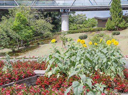 ★★★ヒマワリ・東北八重ひまわり・水上花壇8月6日（3）-440.jpg