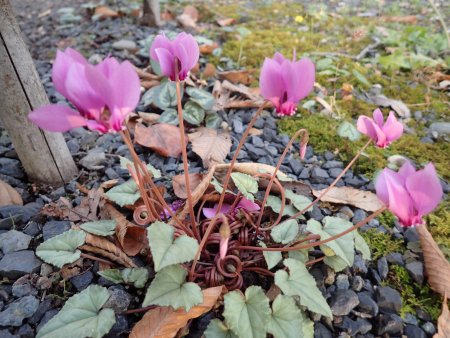 2025.11.30 (東館9) (原種シクラメン).JPG