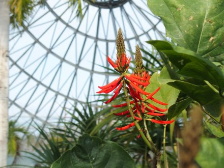 ドーム）ブラシルデイゴ2026.2.5 (1).JPG