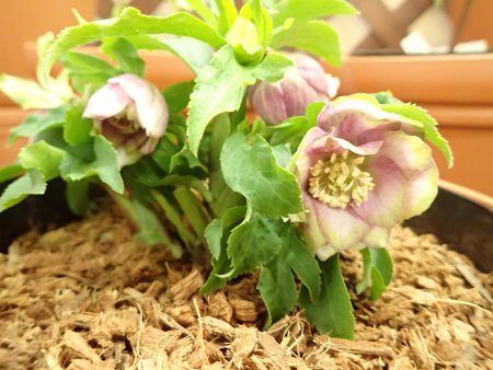 2026.2.6 (クリスマスローズ展) (桜利休10).JPG