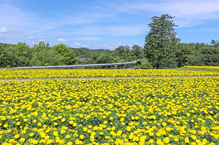 ☆☆☆マリーゴールド・花の丘6月18日（4）-440.jpg