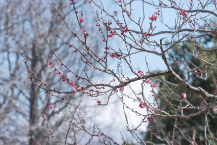 紅梅・霧の庭園周辺3月22日（24）.JPG