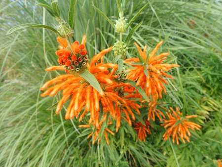 2025.12.9 (レオノチス50).JPG