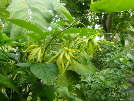 2025.10.15 (フラワードーム) (イランイランノキ24).JPG