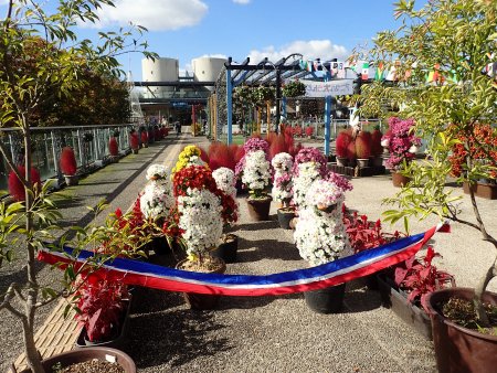 菊のトピアリー展