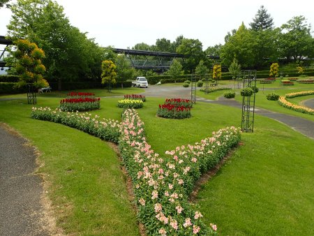 2025.6.2 (花壇) (霧の庭園キンギョソウ2).JPG