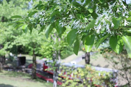ヒトツバタゴ・霧の庭園付近5月2日（120）IMG_7233.JPG