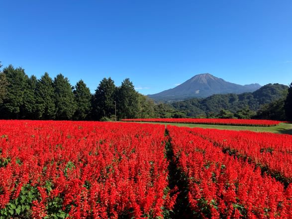 サルビア・大山側.JPG