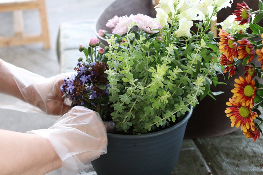 秋の寄せ植え・西館テラス9月24日（9）.JPG