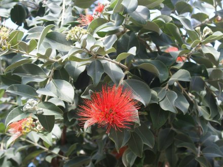 ドーム）メトロシデロス2026.2.5 (2).JPG