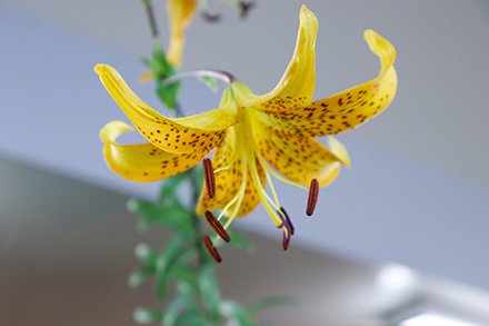 ☆☆ユリ・ライヒトリーニ・原種ユリリレー展・東館7月6日（1）-440.jpg